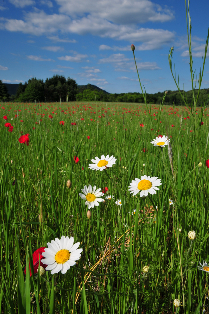 Schöne Wiese