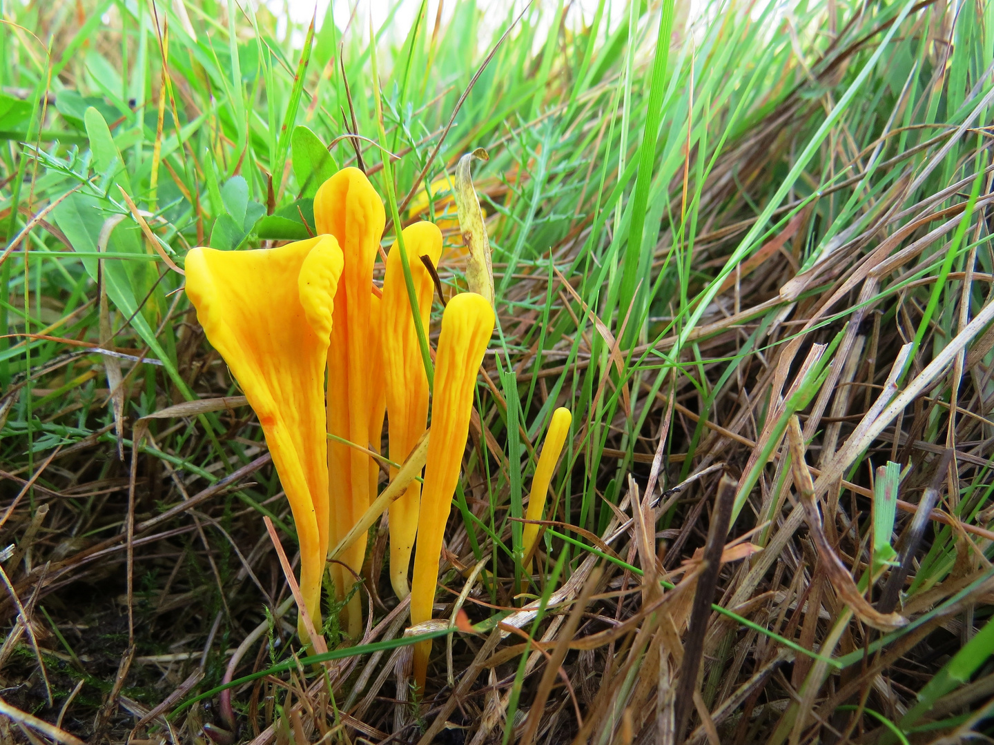 Schöne Wiesenkeule