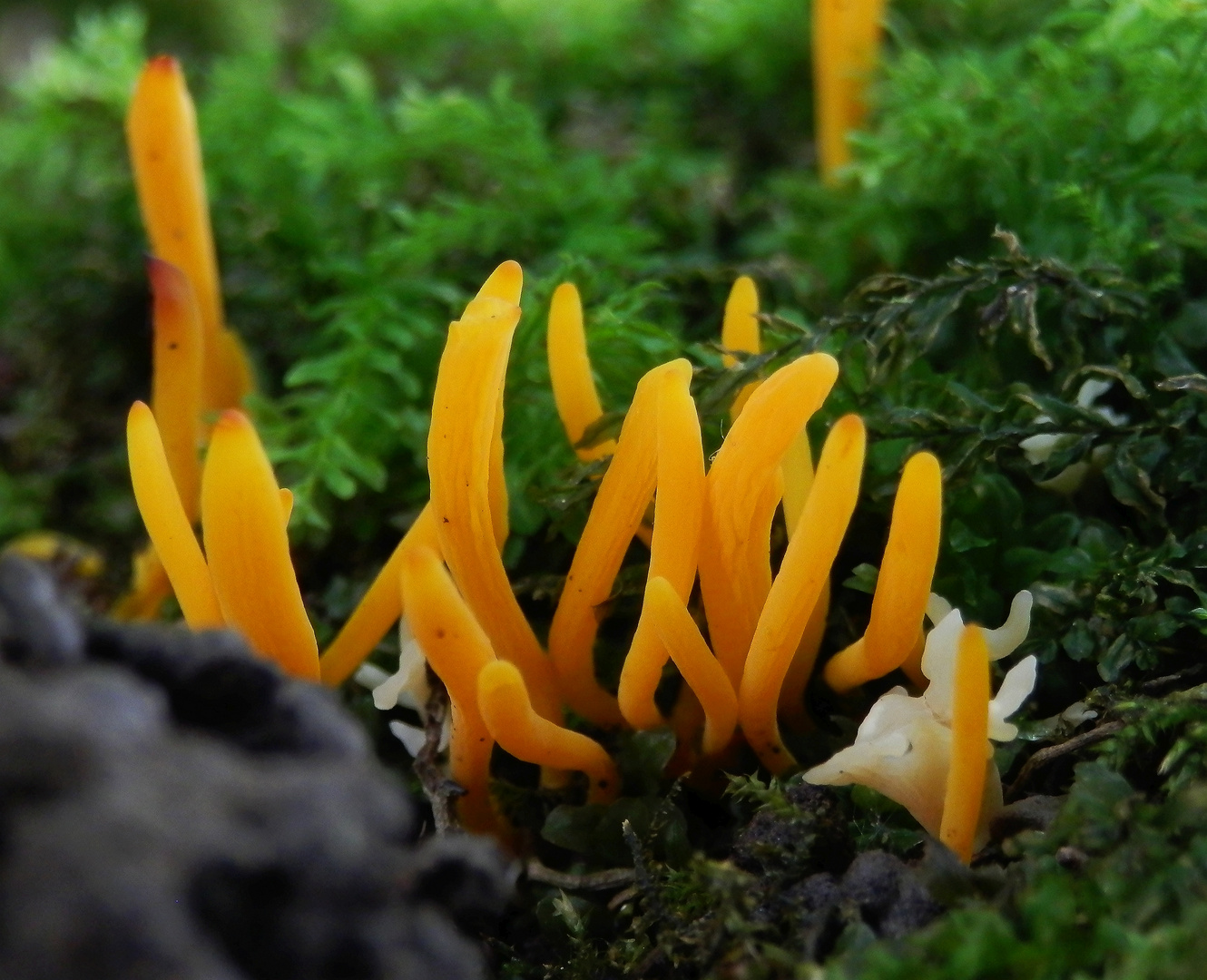 Schöne Wiesenkeule (Clavulinopsis laeticolor) und Runzelige Koralle (Clavulina rugosa)