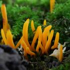 Schöne Wiesenkeule (Clavulinopsis laeticolor) und Runzelige Koralle (Clavulina rugosa)