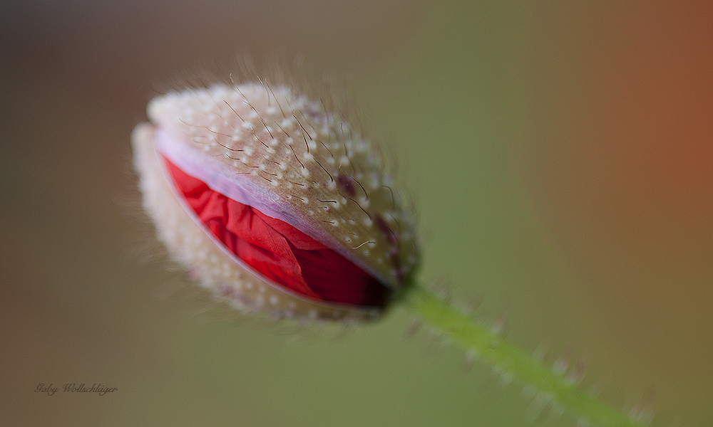 Schöne wilde Ackerblume