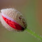 Schöne wilde Ackerblume