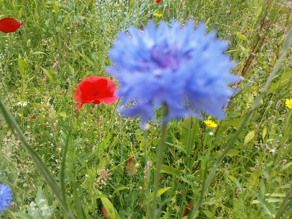 Schöne Wilde Blumen