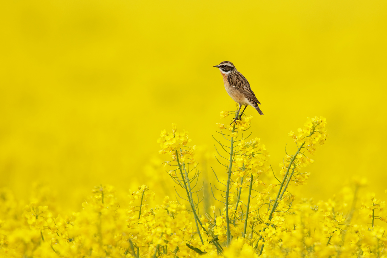 Schöne Zeit: Die Rapsblüte mit Braunkehlchen Saxicola rubetra