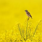 Schöne Zeit: Die Rapsblüte mit Braunkehlchen Saxicola rubetra