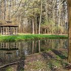 Schönebeck, Frühling im Tannenwäldchen