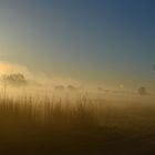 Schönebecker Elbe im Nebel [2]