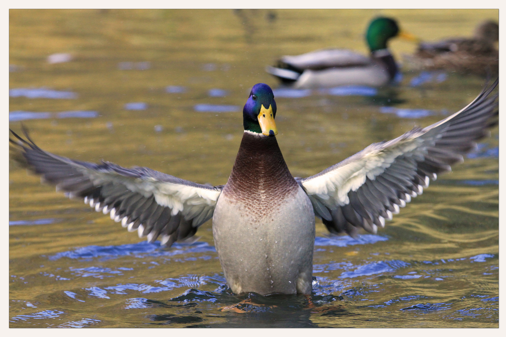 Schönebecker Enten