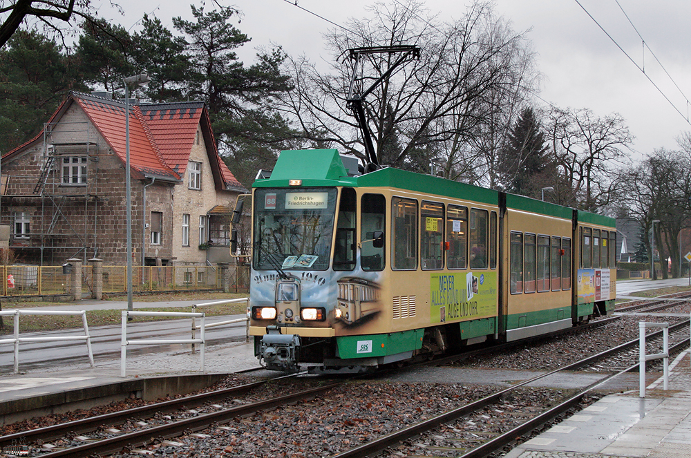 Schöneicher Hängebauchschwein