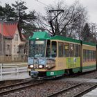 Schöneicher Hängebauchschwein