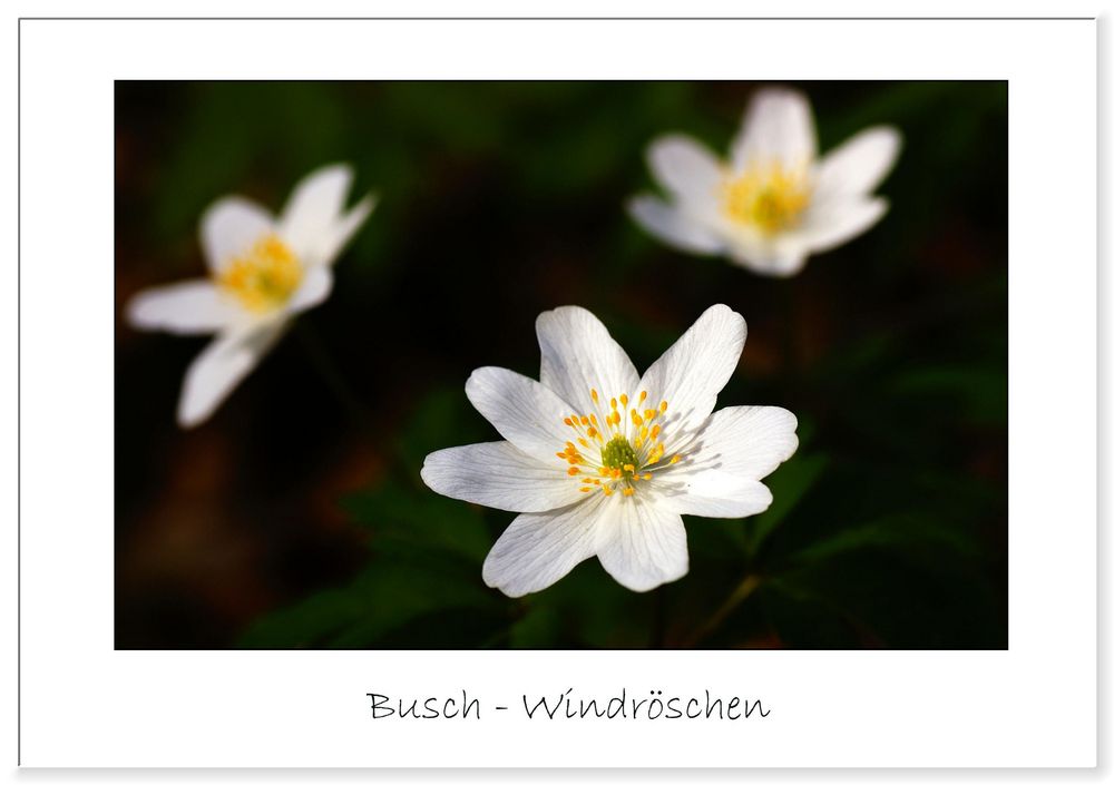 schönen 1. Mai....