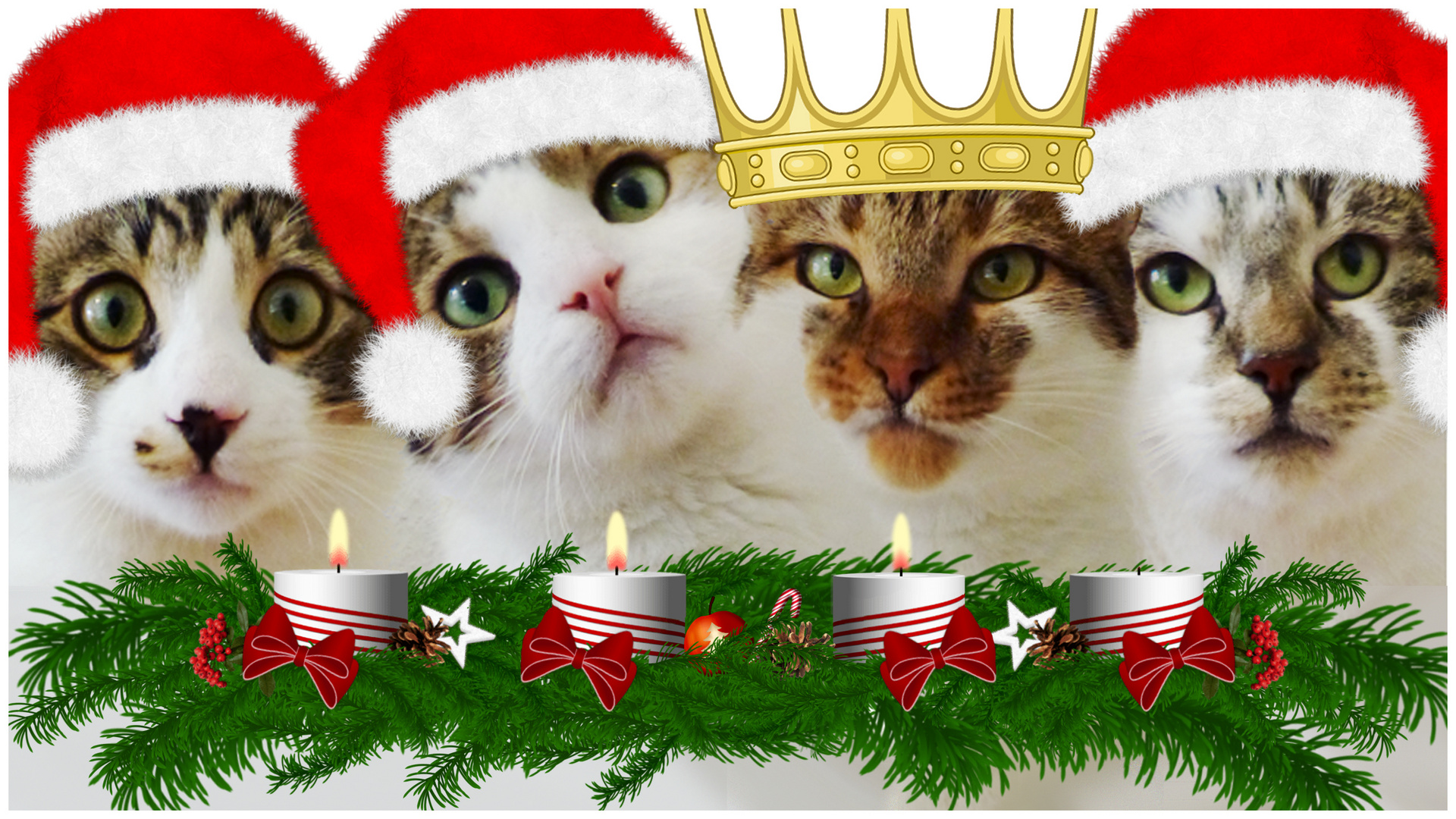 Schönen dritten Advent ) Foto &amp; Bild süß, katze, cat Bilder auf