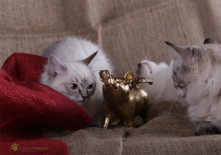 Schönen ersten Advent Foto &amp; Bild tiere, haustiere, katzen Bilder auf