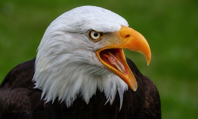 Schönen Feiertag gewünscht