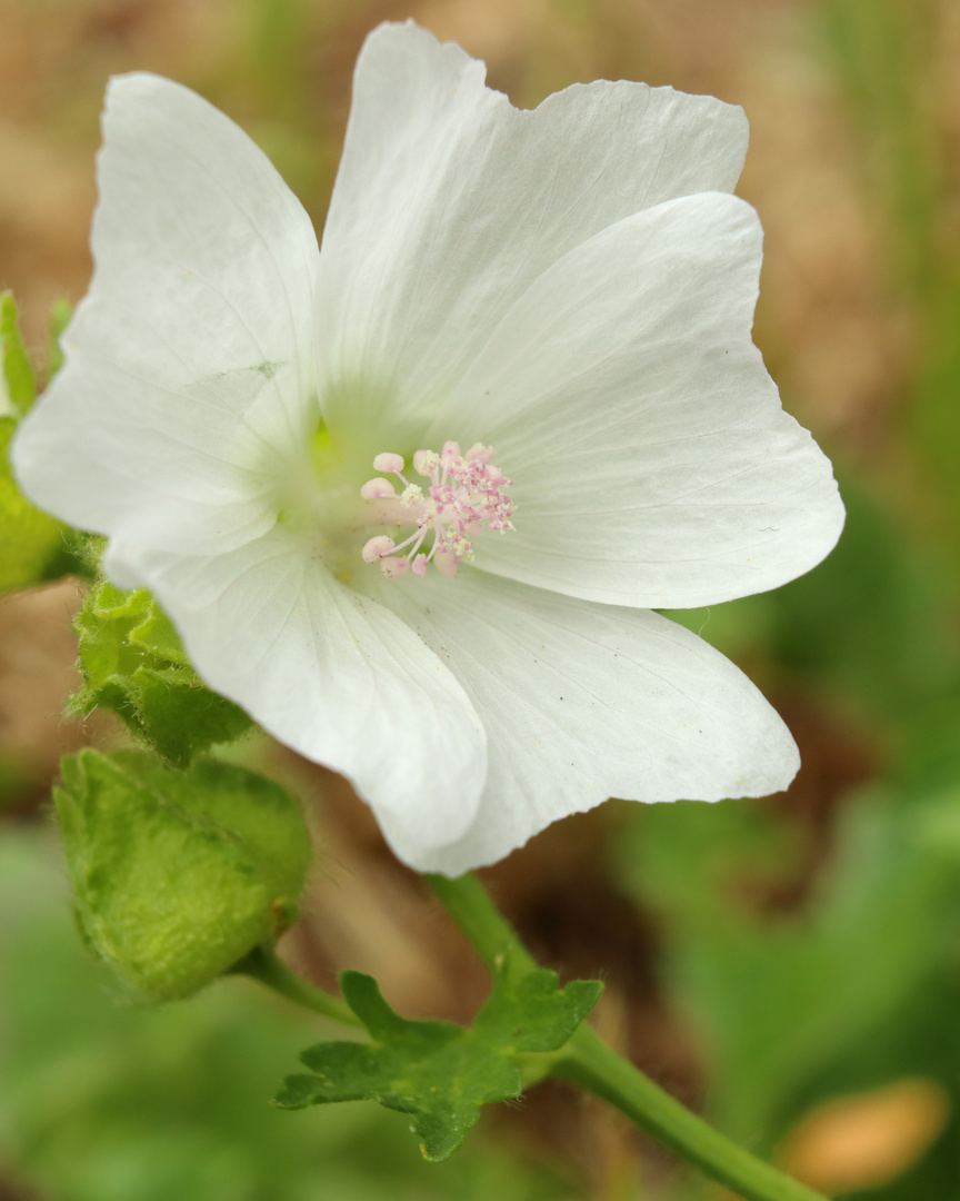 Schönen guten Abend Blume