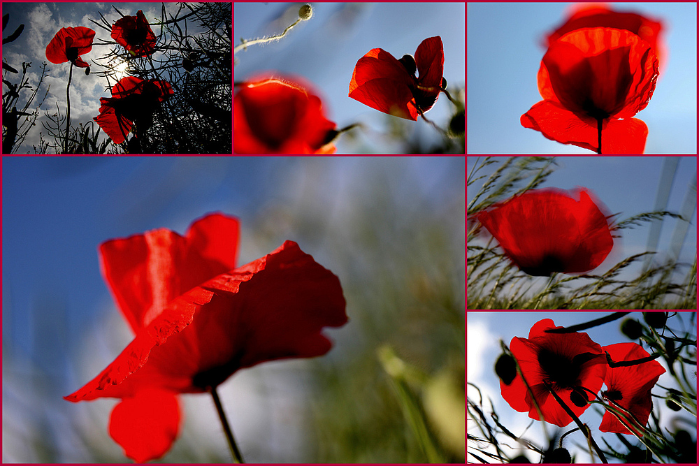 Schönen Pfingst-Mohn-Tag :-))