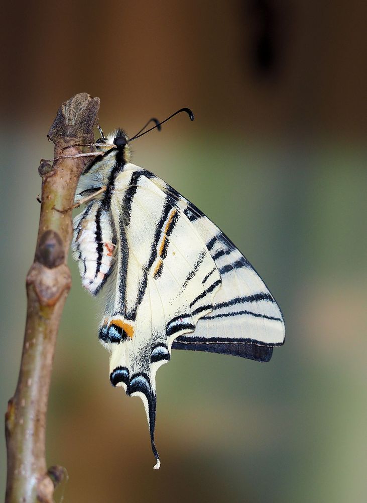 Schönen Sonntag… Foto & Bild fotos, natur, schmetterling Bilder auf