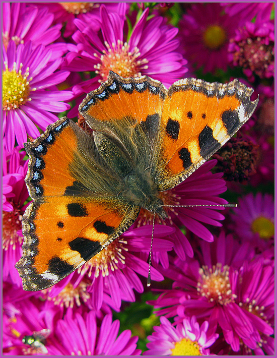 Schönen Sonntag Foto & Bild natur, schmetterling, blüten Bilder auf