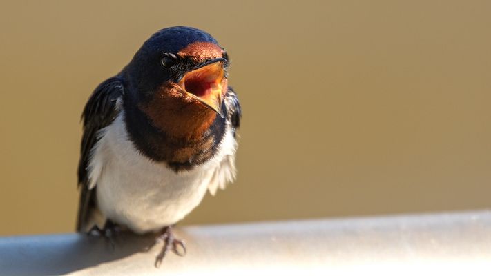 Schönen Sonntag gewünscht