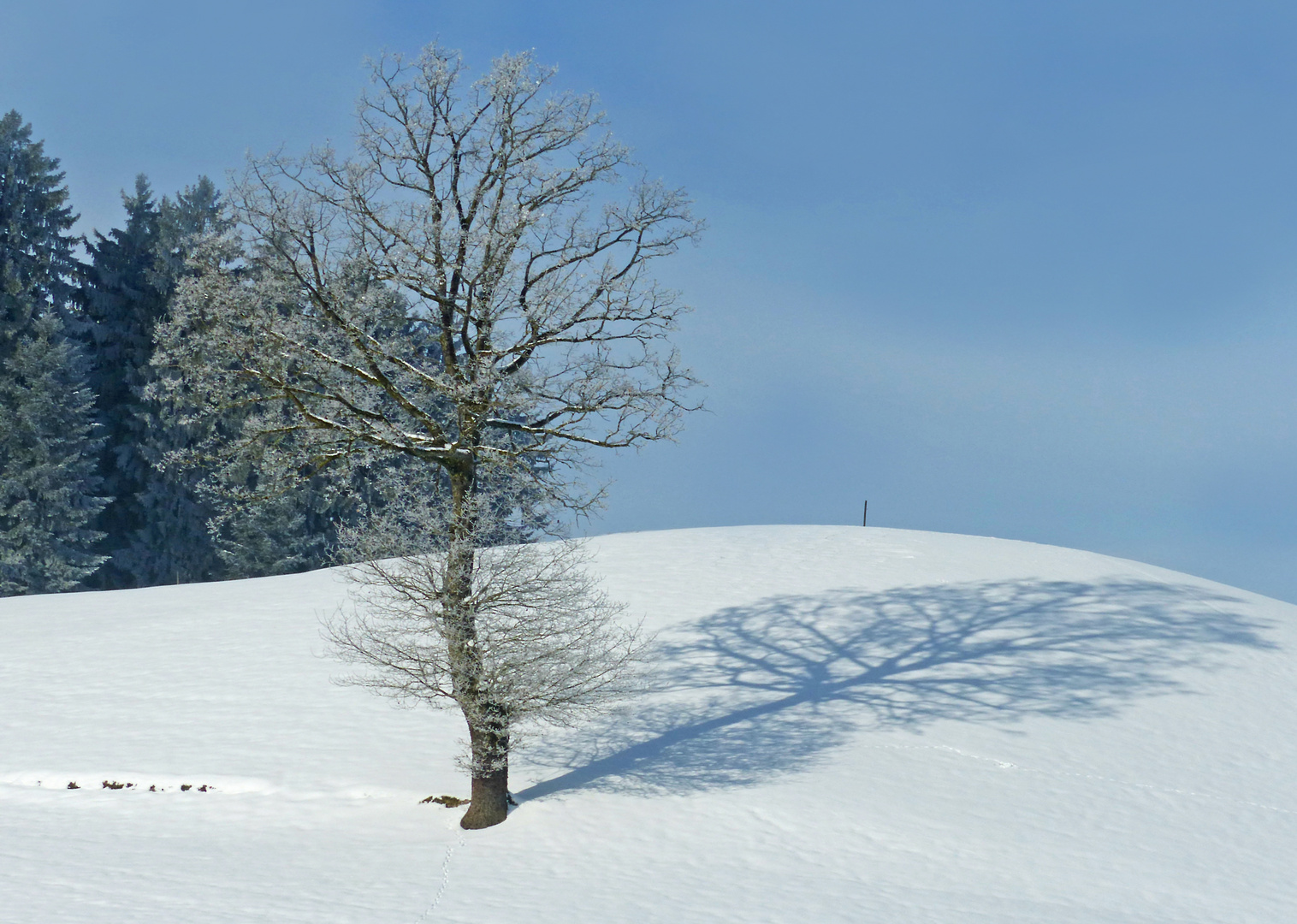 Schönenberg