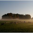 schönenberg thurgau