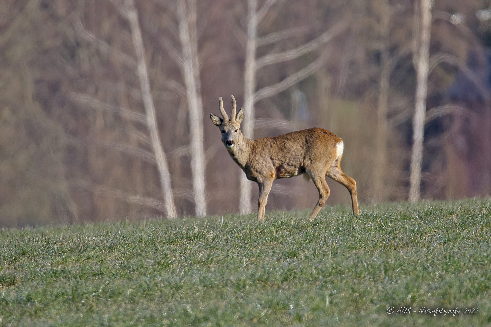 Schöner 6er Bock im Bast