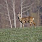 Schöner 6er Bock im Bast