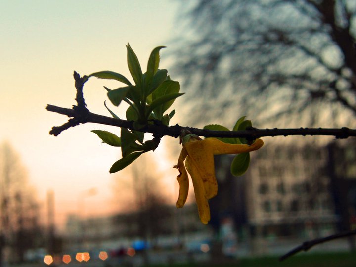 schöner abend