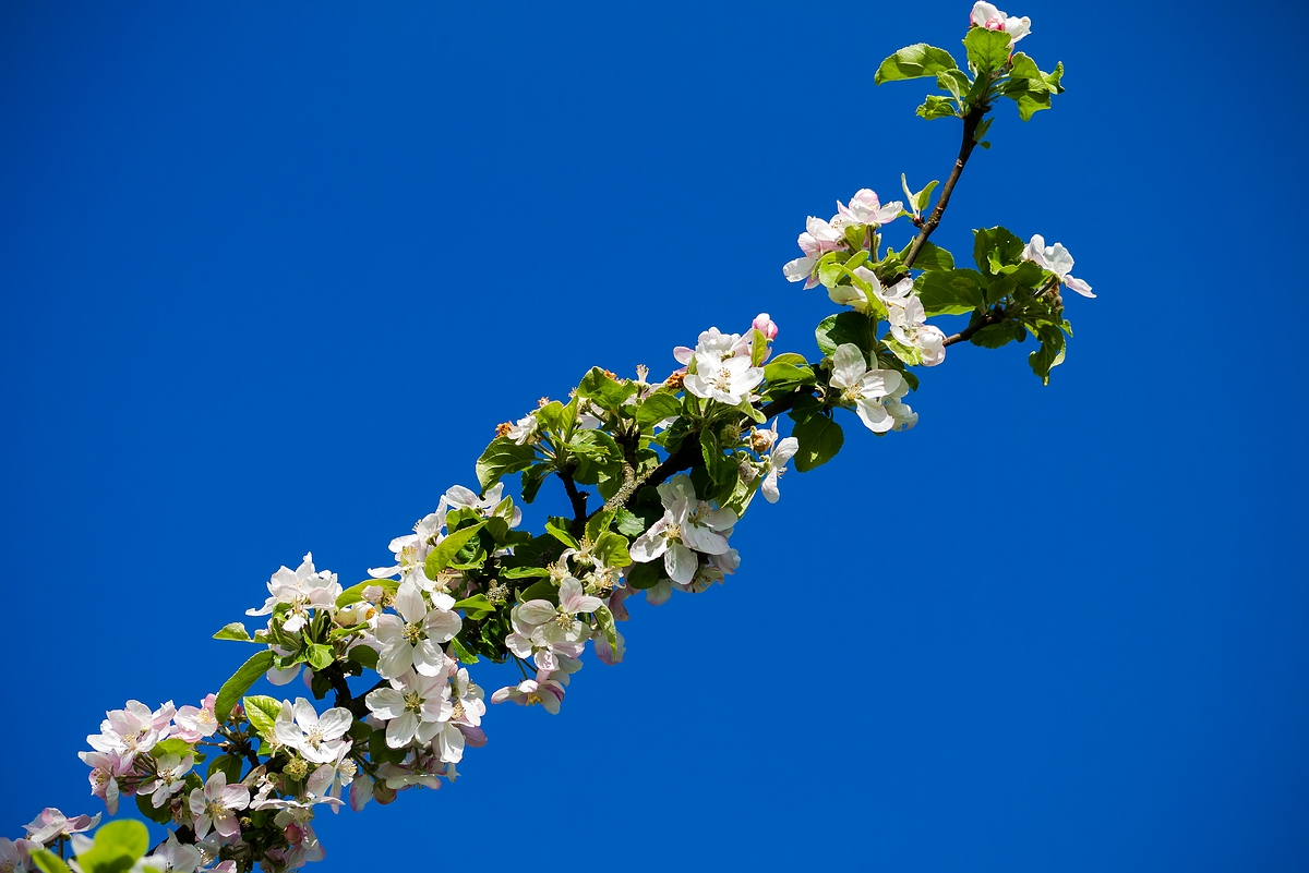 Schöner als die Apfelblüte