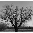 Schöner alter Baum