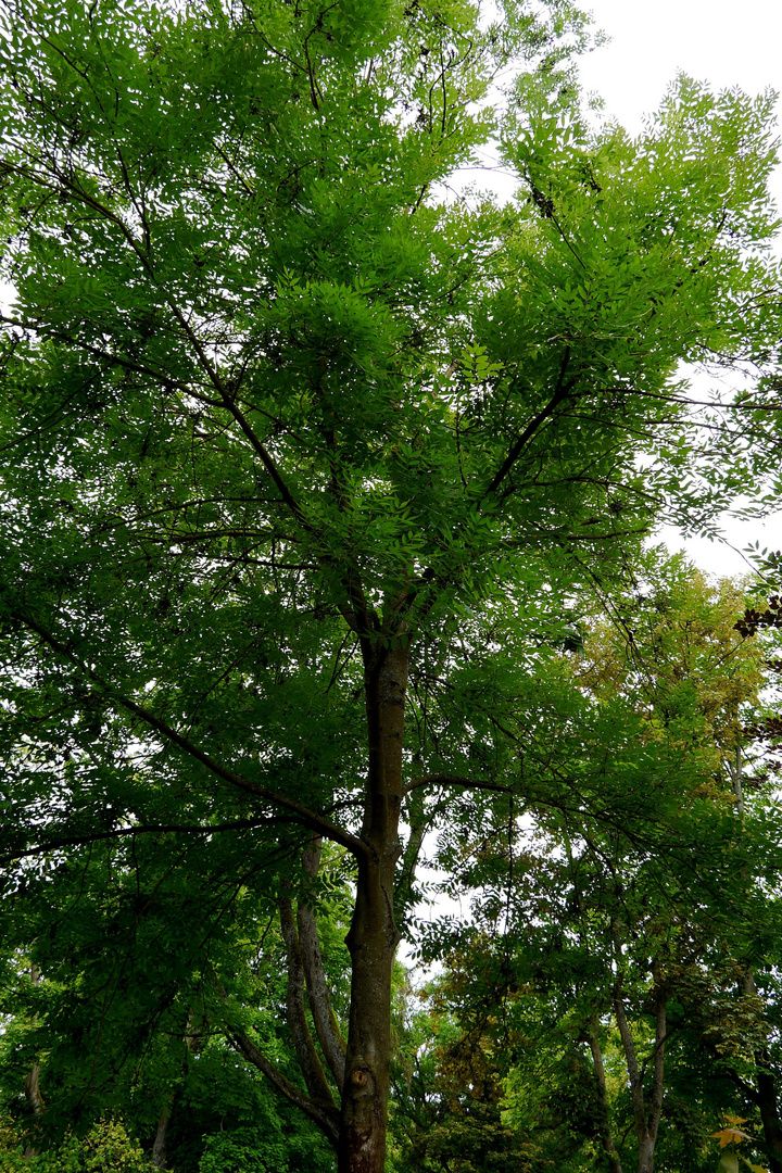 Schöner, alter Baum im Kurpark.