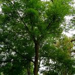 Schöner, alter Baum im Kurpark.