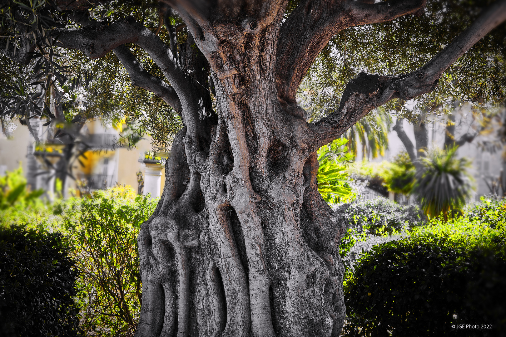 Schöner alter Baum in Menton