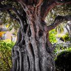 Schöner alter Baum in Menton