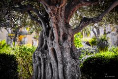 Schöner alter Baum in Menton