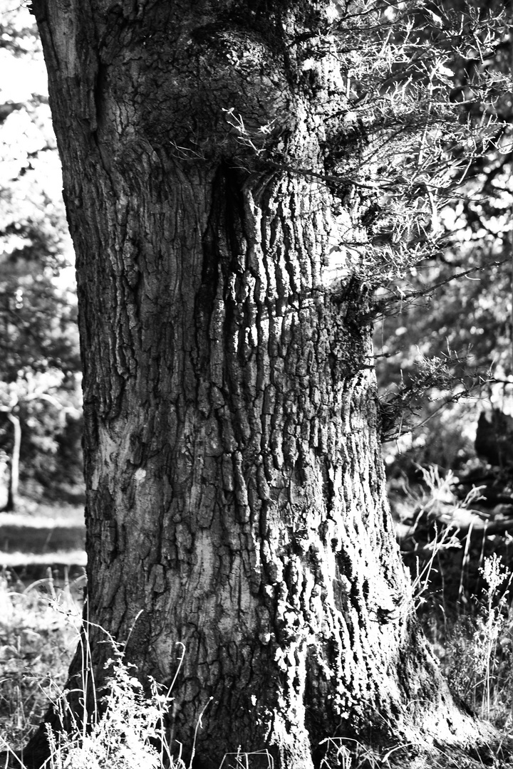 schöner alter Baum , viele Narben sind  in Deiner Rinde