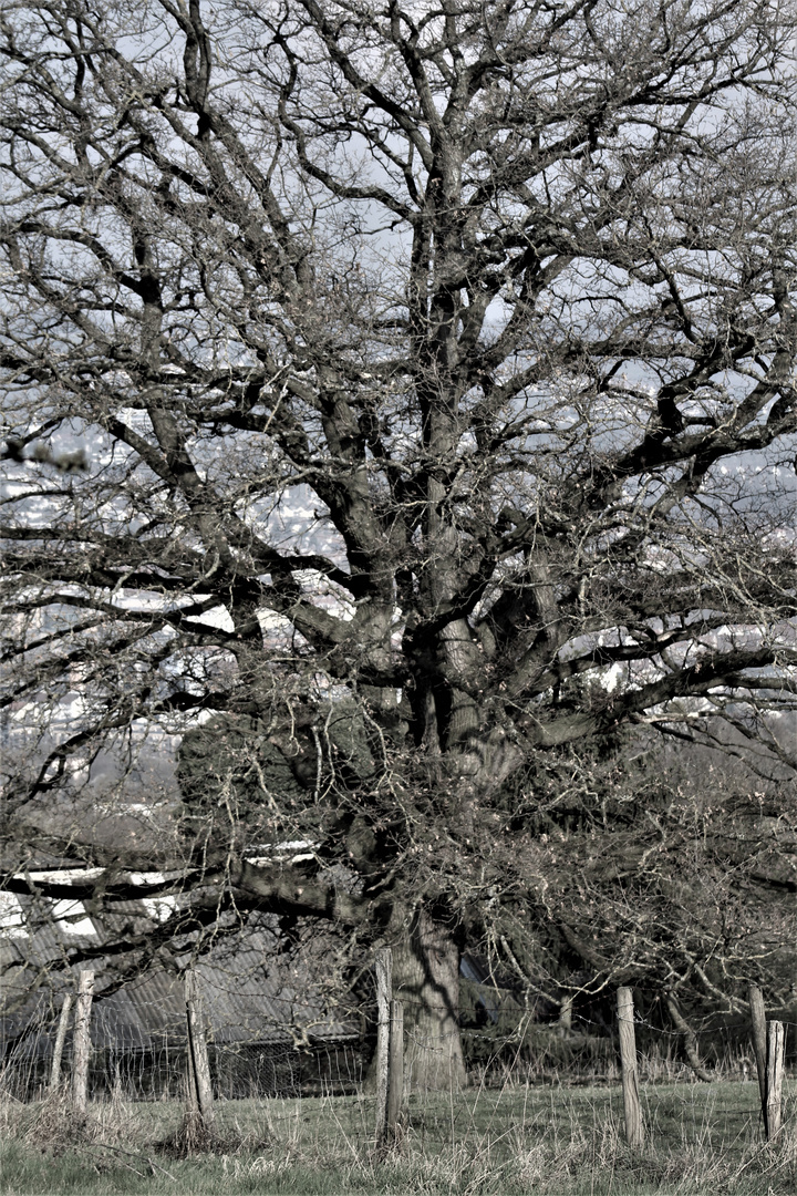 schöner , alter großer Baum