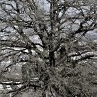 schöner , alter großer Baum