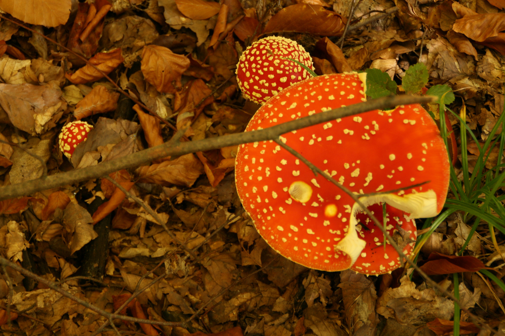 schöner anblick so ein pilz