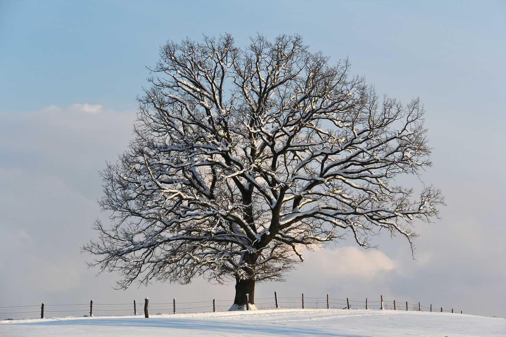 Schöner Baum