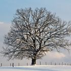 Schöner Baum