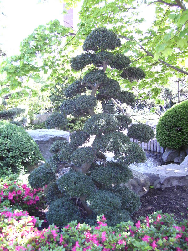 schöner Baum