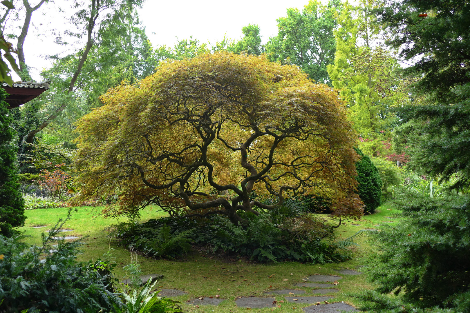 Schöner Baum