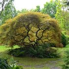 Schöner Baum