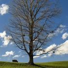 Schöner Baum (2)