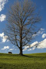 Schöner Baum (2)