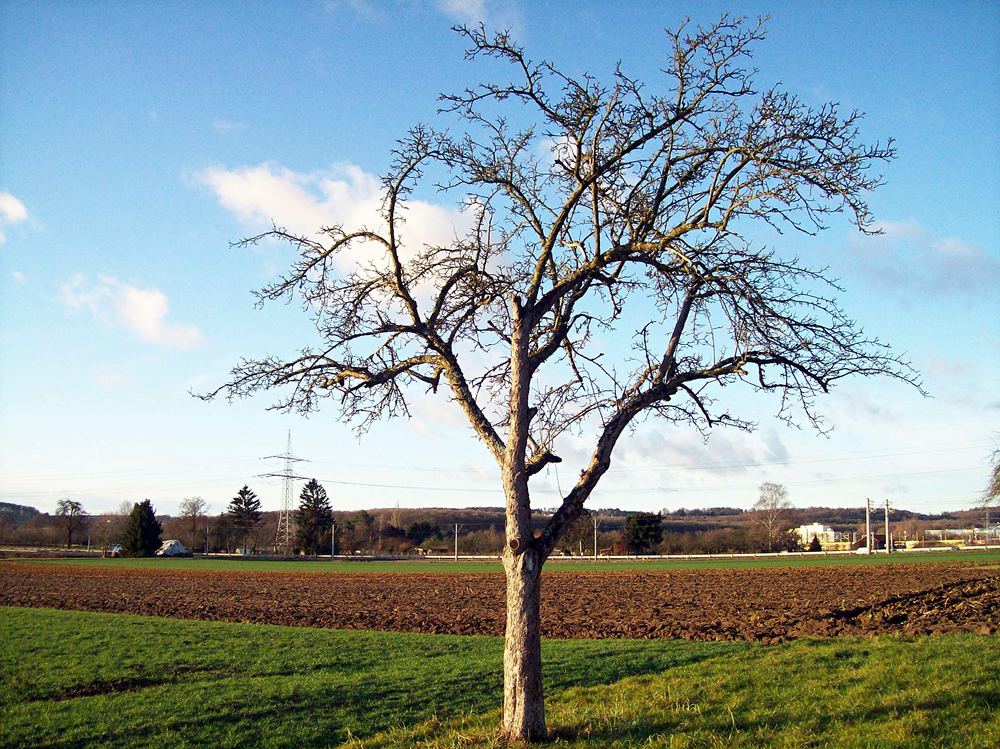 schöner baum