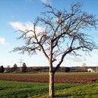 schöner baum