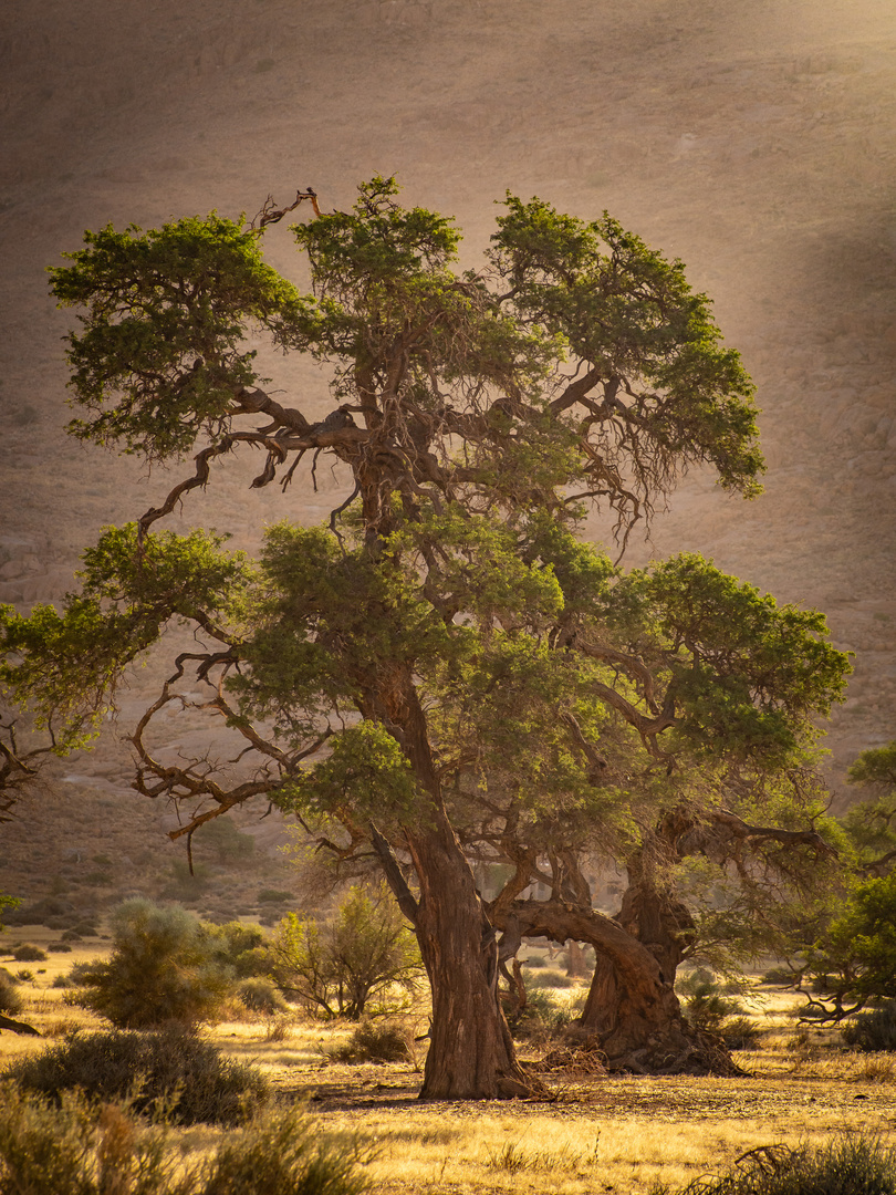 Schöner Baum