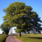 Schöner Baum